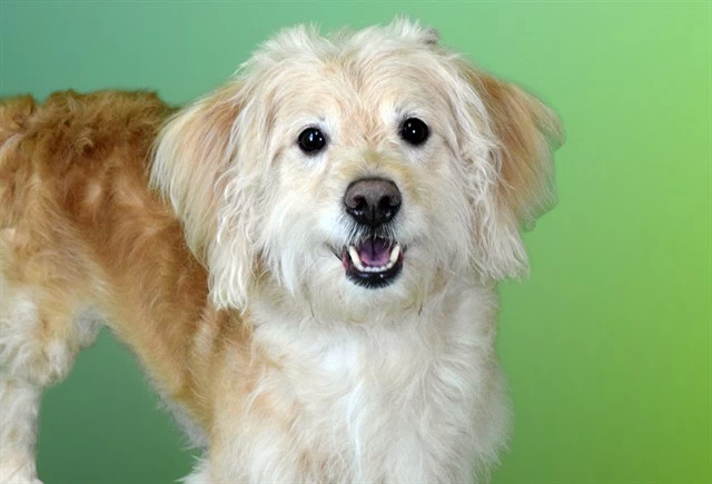 Benji