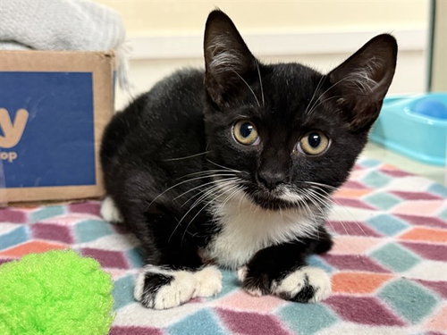 picture of the cat needing adoption