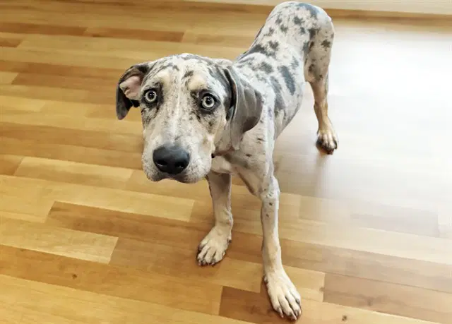 Stray Not Availble - Catahoula Leopard Dog