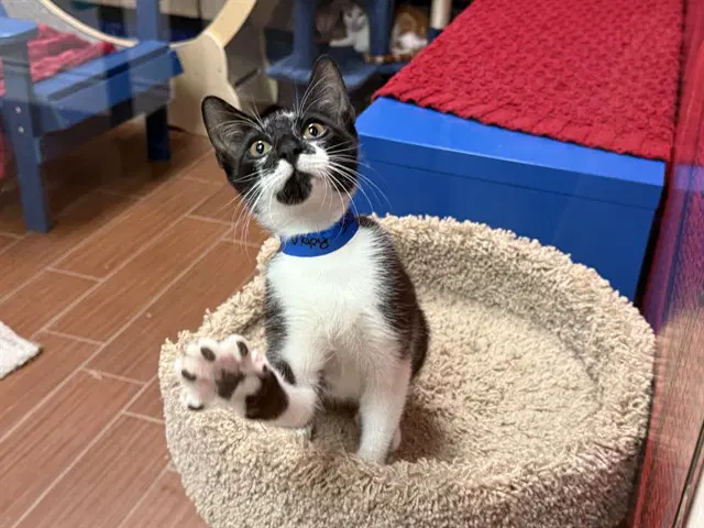 Robin - Domestic Short Hair