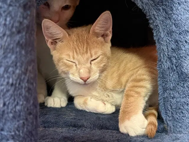 Howard - Domestic Short Hair