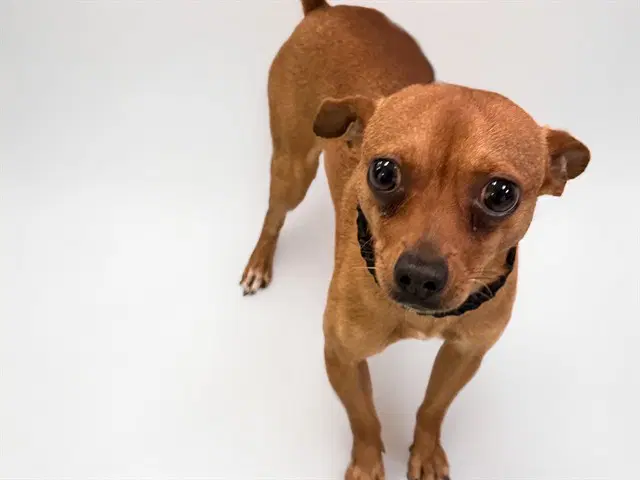 Rick - Chihuahua