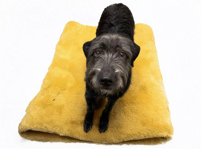 Stray Not Available