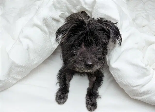 Stray Not Available - Miniature Schnauzer