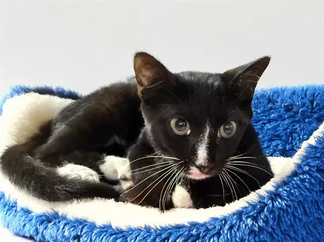 Oreo - Domestic Short Hair