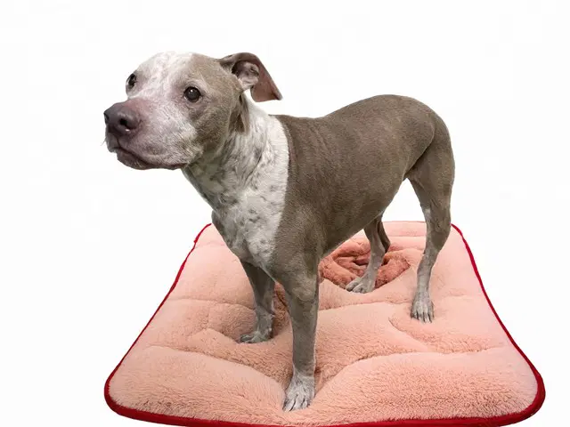 Stray Not Available - American Pit Bull Terrier