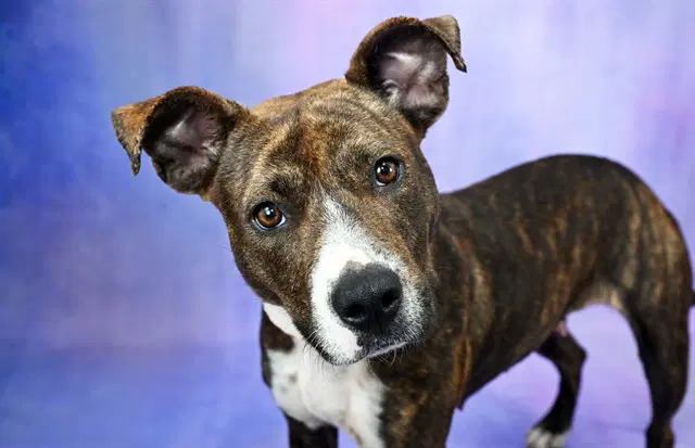 Cocoa - American Staffordshire Terrier