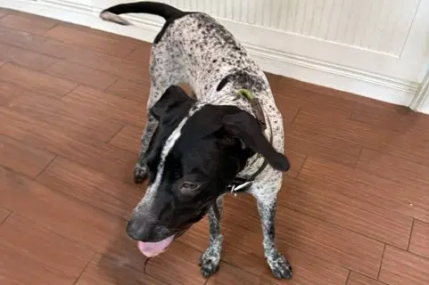 Stray Not Available - German Shorthaired Pointer