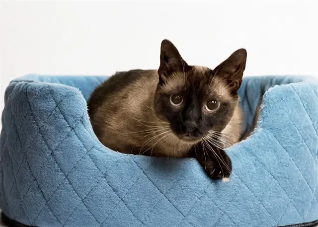 Mrmeowgee - Siamese