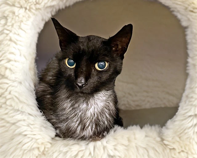 Stray Not Available