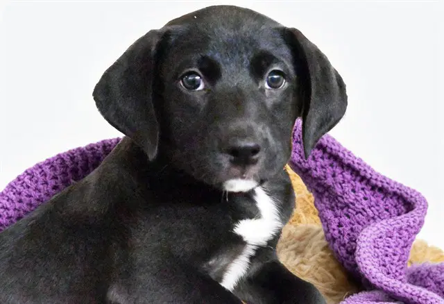 Violet - American Staffordshire Terrier