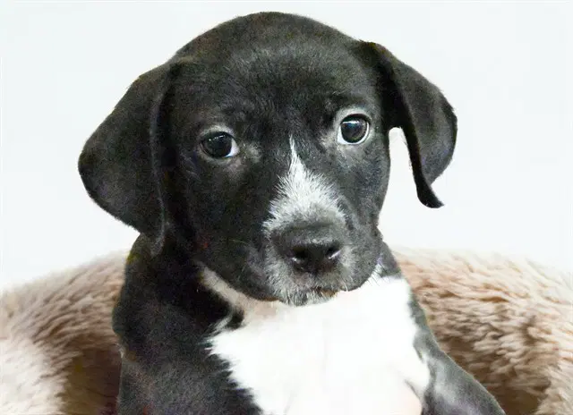 Dominic - American Staffordshire Terrier