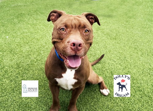 CHARLIE, a dog for adoption from Humane Society of Broward County