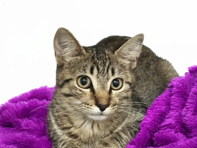 Vivu - Domestic Short Hair