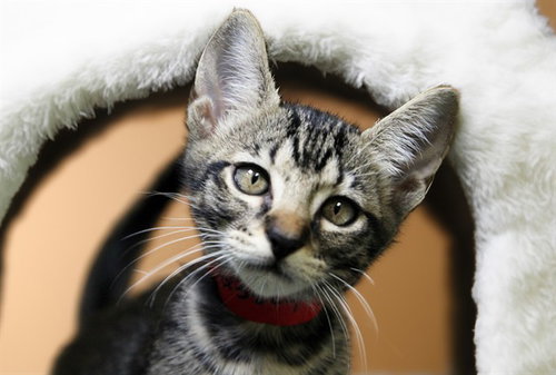 picture of the cat needing adoption