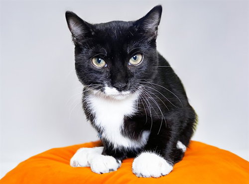 picture of the cat needing adoption