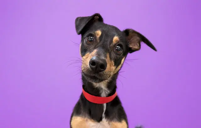 Maggie - Manchester Terrier