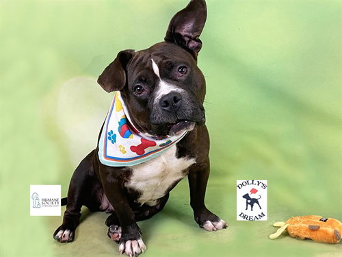 SKY, a dog for adoption from Humane Society of Broward County