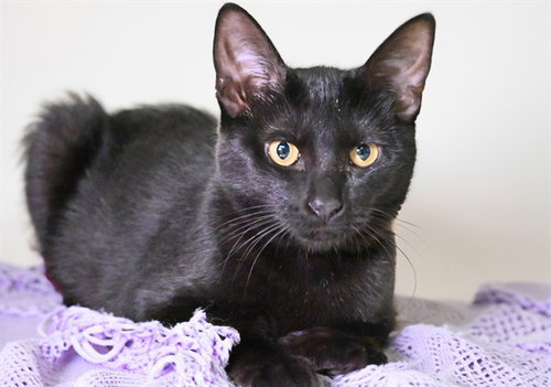 AERION, a cat for adoption from Humane Society of Broward County