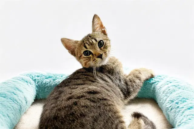 Martin - Domestic Short Hair