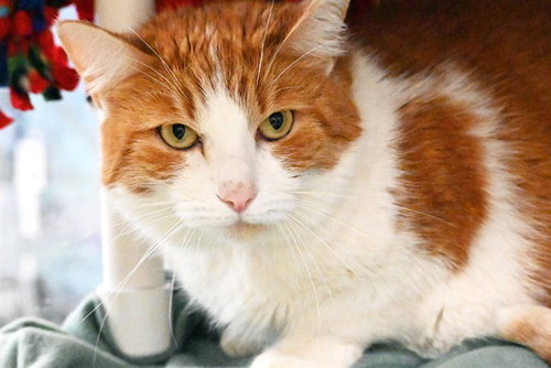 ORENJI, a cat for adoption from Humane Society of Broward County