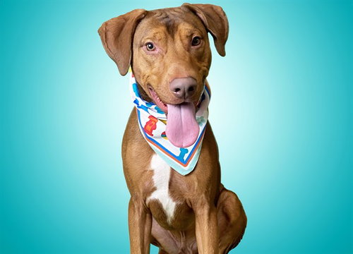 BROWNIE, a dog for adoption from Humane Society of Broward County