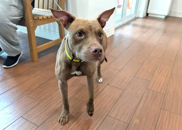 Toshi - American Pit Bull Terrier