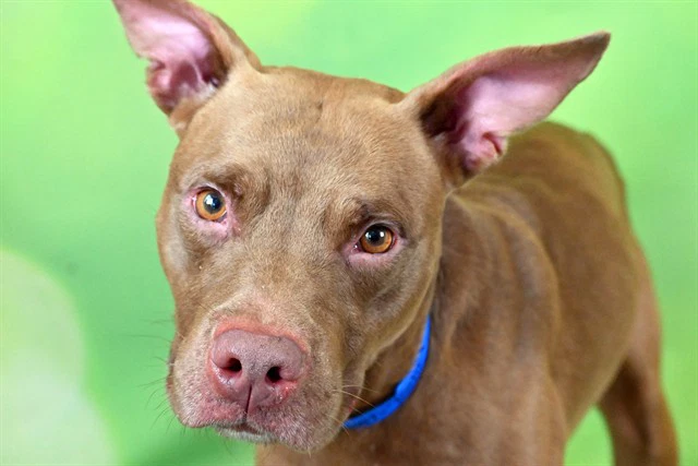 Toshi
