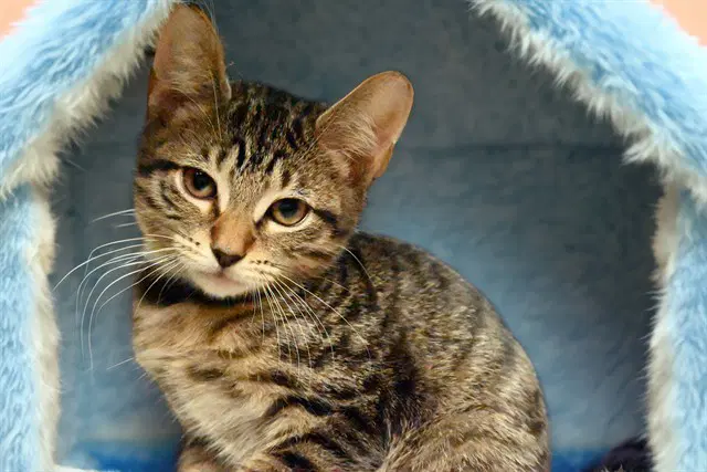 Dallas - Domestic Short Hair