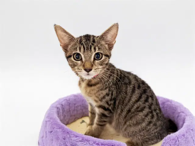 Blossom - Domestic Short Hair