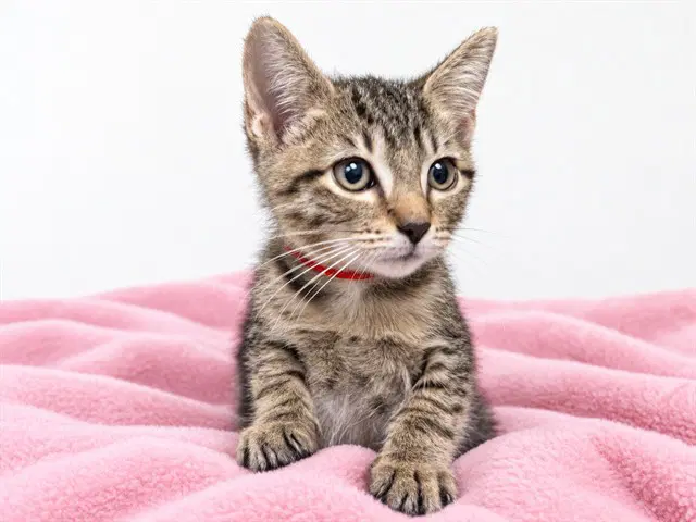 Dolly - Domestic Short Hair