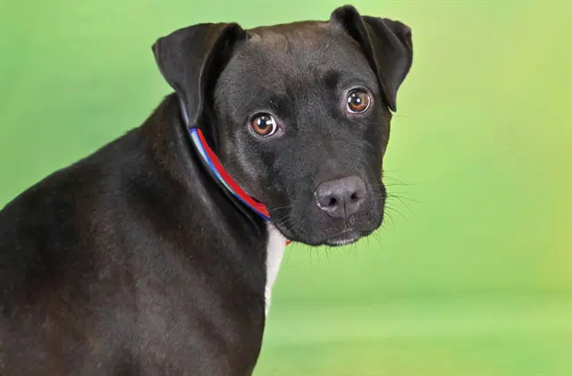 Cocoa - Labrador Retriever