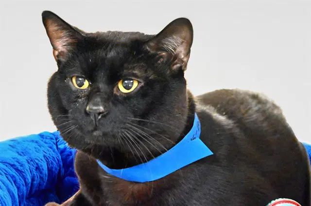 Barry - Domestic Short Hair