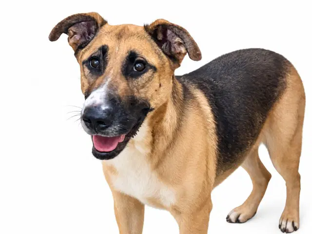 Kenai - German Shepherd Dog