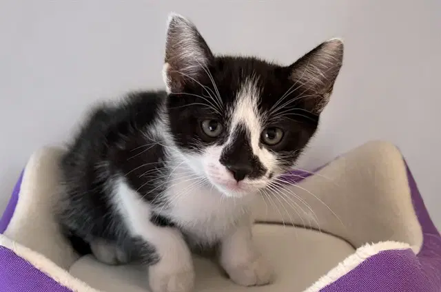 Hugsy - Domestic Short Hair