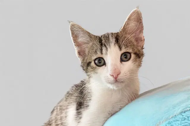 Bang - Domestic Short Hair