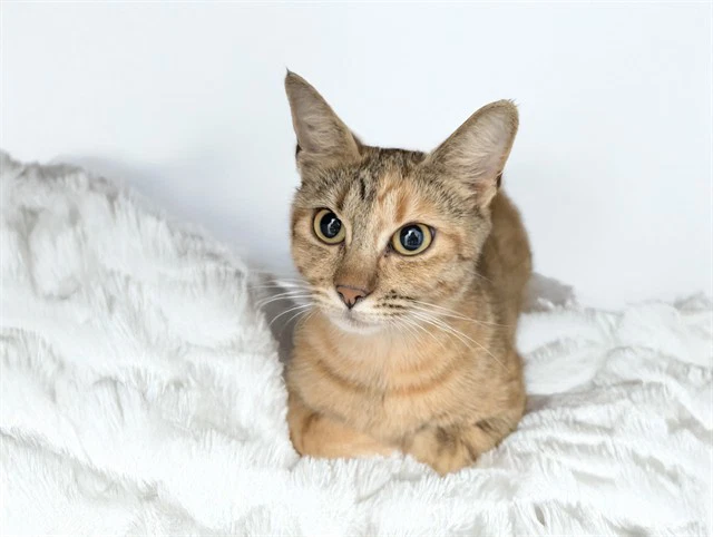 Stray Not Available