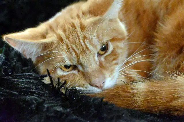 Visa - Domestic Short Hair
