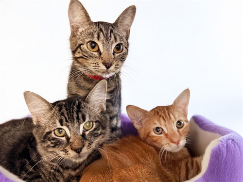 picture of the cat needing adoption