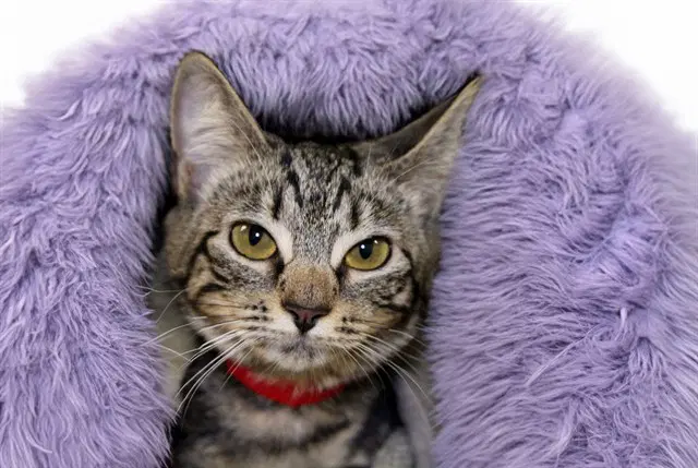 Dakota - Domestic Short Hair