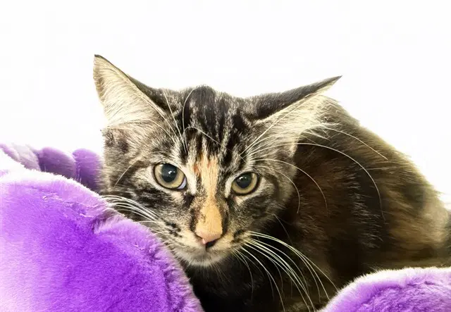 Lizbeth - Domestic Short Hair