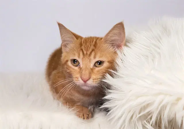 Chencho - Domestic Short Hair