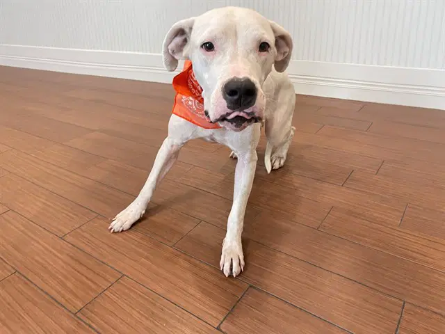 Sarai - Dogo Argentino