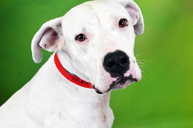 Sarai - Dogo Argentino