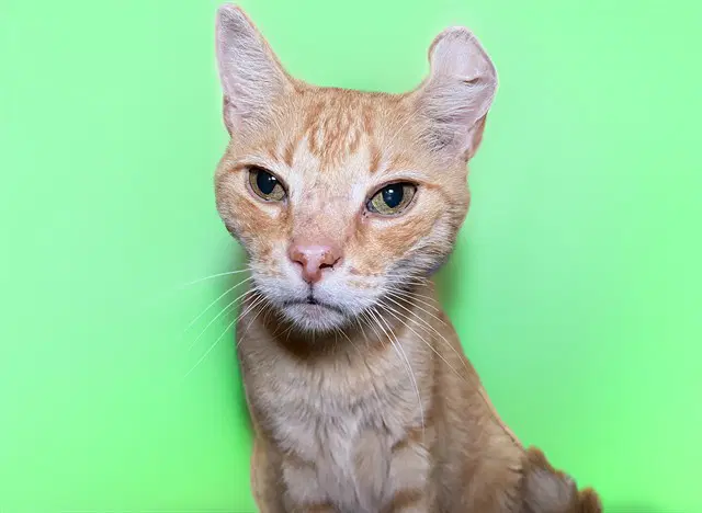 Genji - Domestic Short Hair