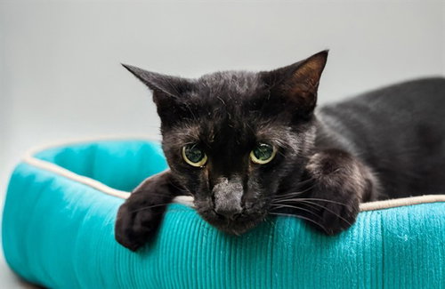 picture of the cat needing adoption