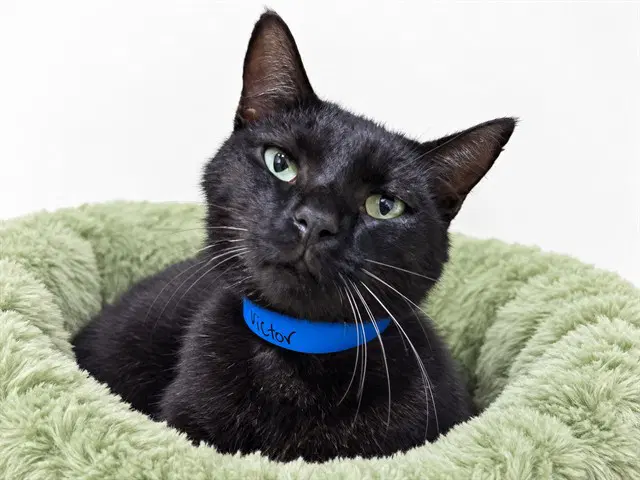 Victor - Domestic Short Hair