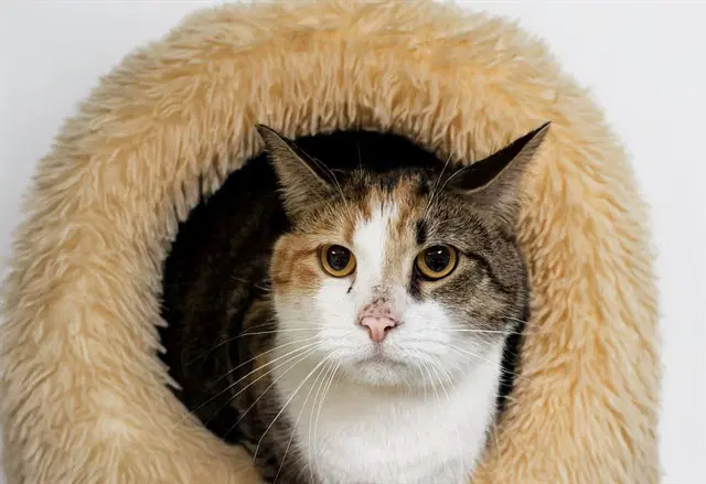 Oshun - Domestic Short Hair