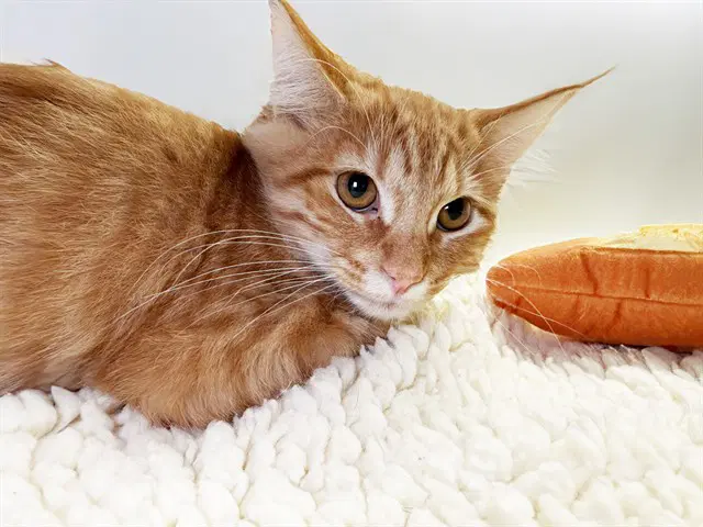 Lawrence - Domestic Short Hair