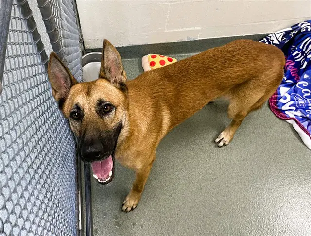 Stray Not Available - German Shepherd Dog
